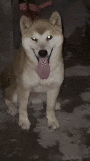 Chó Shiba Inu cái. Mua bán Chó tại Huyện Dầu Tiếng Bình Dương được đăng bởi Binnn hình 1