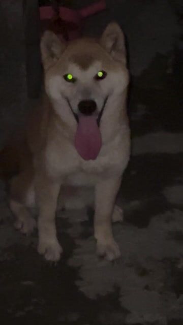 Chó Shiba Inu cái. Mua bán Chó tại Huyện Dầu Tiếng Bình Dương được đăng bởi Binnn hình 1