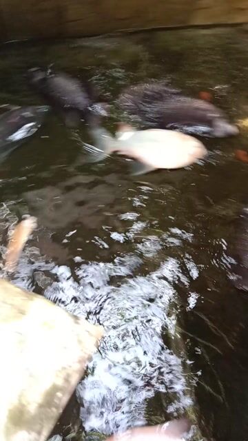 Cá tai tượng Đen Hồng Trắng Lớn. Mua bán Thú cưng khác tại Thành phố Thủ Đức Tp Hồ Chí Minh được đăng bởi viethoang hình 1