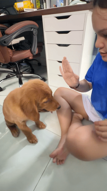 Chó Golden Retriever cái 2 tháng. Mua bán Chó tại Quận 12 Tp Hồ Chí Minh được đăng bởi minh uyên hình 1