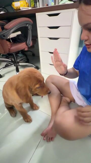 Chó Golden Retriever cái 2 tháng. Mua bán Chó tại Quận 12 Tp Hồ Chí Minh được đăng bởi minh uyên hình 1