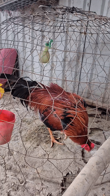 Gà chọi Đực 3.05kg Đỏ đen. Mua bán Gà tại Thị xã Bình Minh Vĩnh Long được đăng bởi VanSang mai hình 1