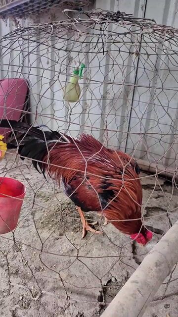 Gà chọi Đực 3.05kg Đỏ đen. Mua bán Gà tại Thị xã Bình Minh Vĩnh Long được đăng bởi VanSang mai hình 1
