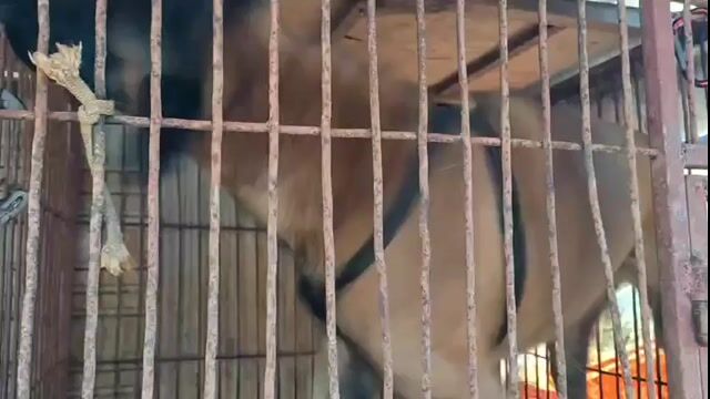 Chó Malinois đực đã tiêm phòng. Mua bán Chó tại Huyện Krông A Na Đắk Lắk được đăng bởi Nguyen Van Soai hình 1