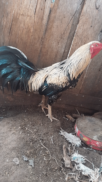 Gà chọi Chuối chân xanh 2.8kg. Mua bán Gà tại Huyện Châu Đức Bà Rịa - Vũng Tàu được đăng bởi Huynh Tan  hình 1