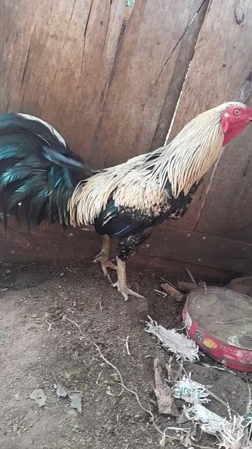 Gà chọi Chuối chân xanh 2.8kg. Mua bán Gà tại Huyện Châu Đức Bà Rịa - Vũng Tàu được đăng bởi Huynh Tan  hình 1