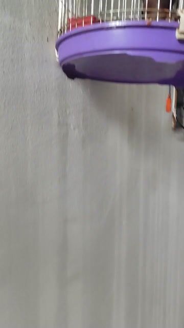 Lồng inox Chim sáo nuôi từ bé. Mua bán Chim tại Thị xã Tân Uyên Bình Dương được đăng bởi trần hoàng hình 1