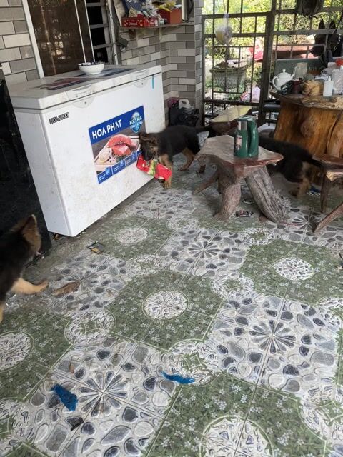 Chó Becgie Đen vàng đã tiêm phòng. Mua bán Chó tại Huyện Củ Chi Tp Hồ Chí Minh được đăng bởi Nguyentien Đạo hình 1