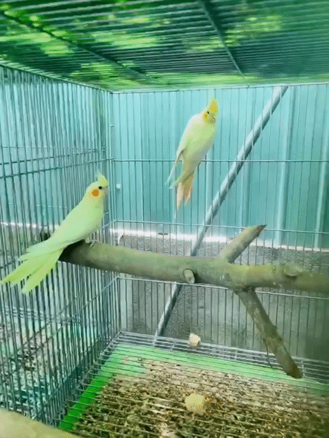 Vẹt Cockatiel Lutino Vàng nhạt. Mua bán Chim tại Quận Ninh Kiều Cần Thơ được đăng bởi Bh hình 1