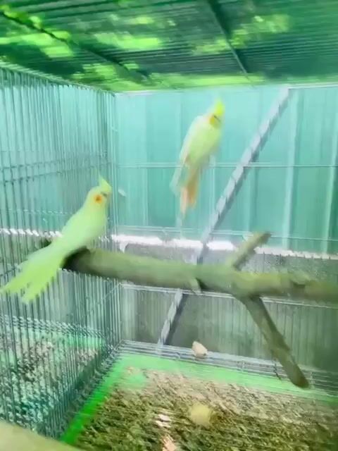 Vẹt Cockatiel Lutino Vàng nhạt. Mua bán Chim tại Quận Ninh Kiều Cần Thơ được đăng bởi Bh hình 1