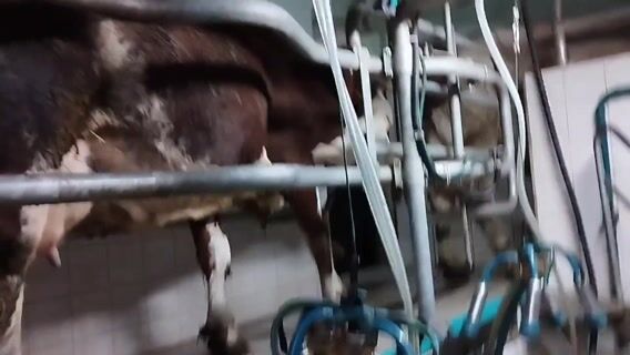 la traite et la transformation