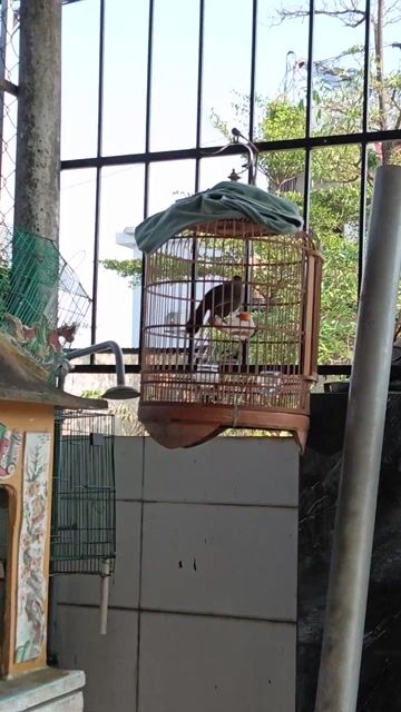 Chim Khướu 2 con trống mái. Mua bán Chim tại Huyện Phú Vang Thừa Thiên Huế được đăng bởi Anh Dũng hình 1