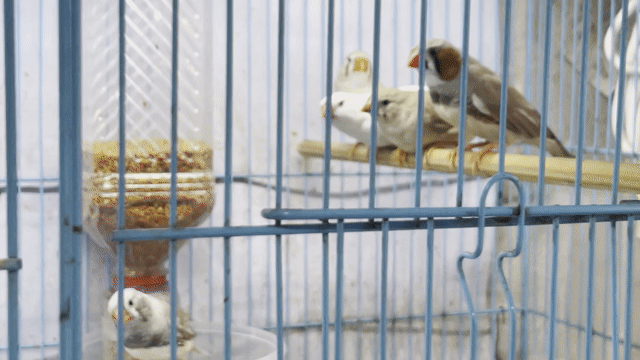 Chim Manh manh nhật nhiều màu sinh sản. Mua bán Chim tại Quận Tân Bình Tp Hồ Chí Minh được đăng bởi Nguyễn Viết Minh hình 1