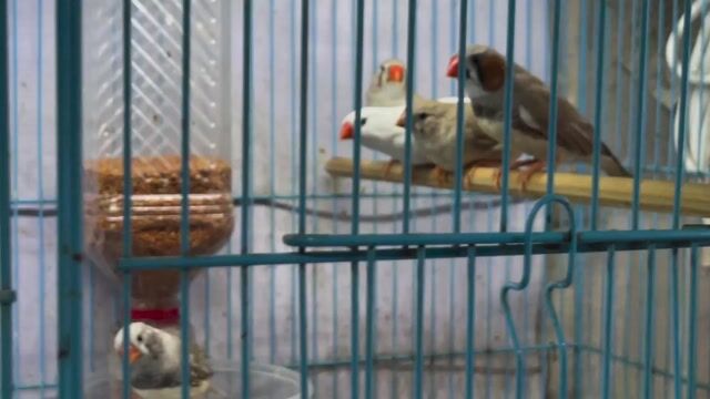 Chim Manh manh nhật nhiều màu sinh sản. Mua bán Chim tại Quận Tân Bình Tp Hồ Chí Minh được đăng bởi Nguyễn Viết Minh hình 1