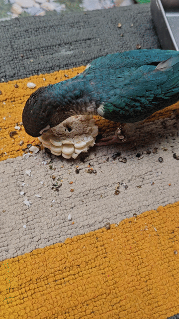 vet greencheck màu blu. Mua bán Chim tại Quận 6 Tp Hồ Chí Minh được đăng bởi Vu Nguyen hình 1