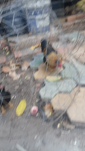 Gà cảnh đen nâu 2 cặp. Mua bán Gà tại Quận Bình Thạnh Tp Hồ Chí Minh được đăng bởi Quân hình 1