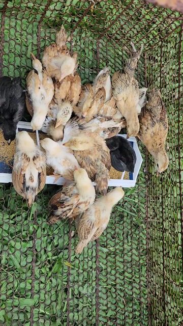 Gà tre bắc giá mềm. Mua bán Gà tại Huyện Trảng Bom Đồng Nai được đăng bởi Phạm Hồng Phúc hình 1