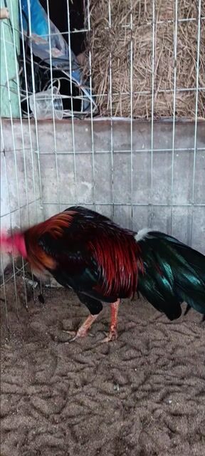 Gà xanh 2k9. Mua bán Gà tại Huyện Thạnh Phú Bến Tre được đăng bởi vinh hình 1