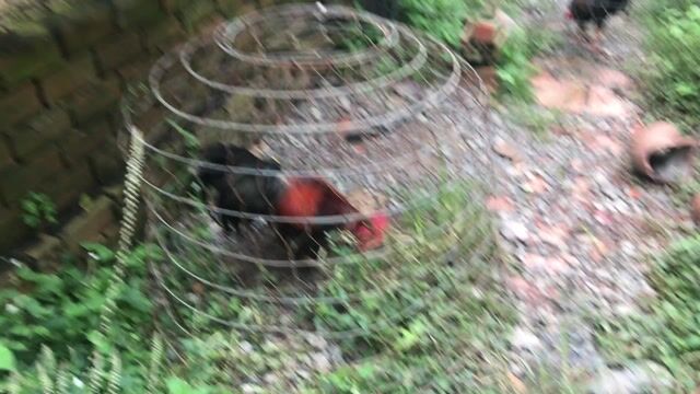 điều xanh lau duoi cua Nhật Nguyệt. Mua bán Gà tại Huyện Lai Vung Đồng Tháp được đăng bởi Minh hình 1