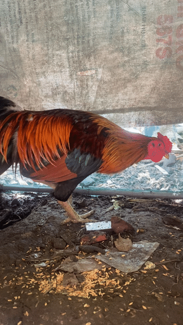 Gà trống Nâu, đen, đỏ 2.65kg. Mua bán Gà tại Thành phố Trà Vinh Trà Vinh được đăng bởi đức hình 1