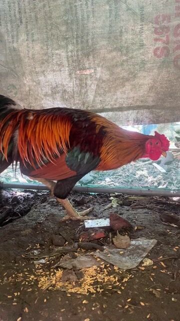 Gà trống Nâu, đen, đỏ 2.65kg. Mua bán Gà tại Thành phố Trà Vinh Trà Vinh được đăng bởi đức hình 1