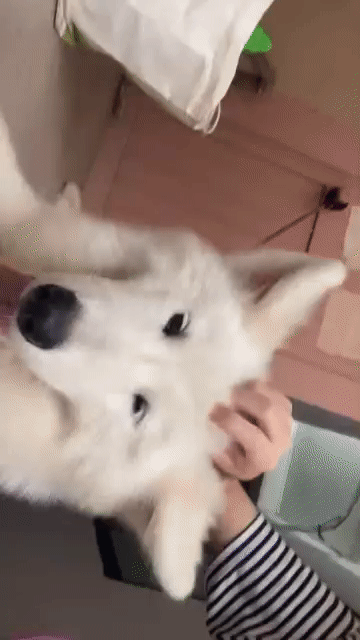 Chó Samoyed cái 6 tháng màu Trắng. Mua bán Chó tại Quận 1 Tp Hồ Chí Minh được đăng bởi Mai Đạt hình 1