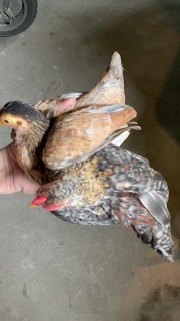 Gà Bắc Cộc 4 tháng. Mua bán Gà tại Quận Long Biên Hà Nội được đăng bởi gà tre 08866 một 5668 hình 1