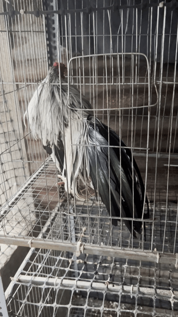 Gà tre Tân Châu Chuối trắng Trống. Mua bán Gà tại Huyện Thống Nhất Đồng Nai được đăng bởi Thanh Tuấn hình 1