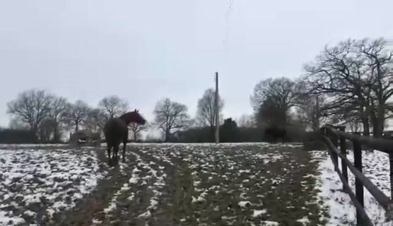 3678 : Eleveur de chevaux