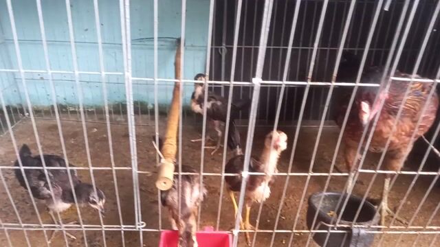 Mái bổn ok 1 mẹ 4con gà con 2 trống 2 mái,
