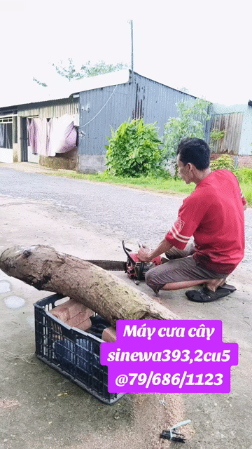 Máy cưa xích Shindaiwa 393 Đỏ Xăng. Mua bán Đồ chuyên dụng, Giống nuôi trồng tại Huyện Châu Thành Sóc Trăng được đăng bởi NHAKINHDOANH hình 1