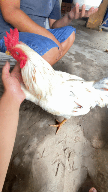Gà đá trống Vàng 2.6kg. Mua bán Gà tại Huyện Châu Thành Trà Vinh được đăng bởi Quốc Đại hình 1
