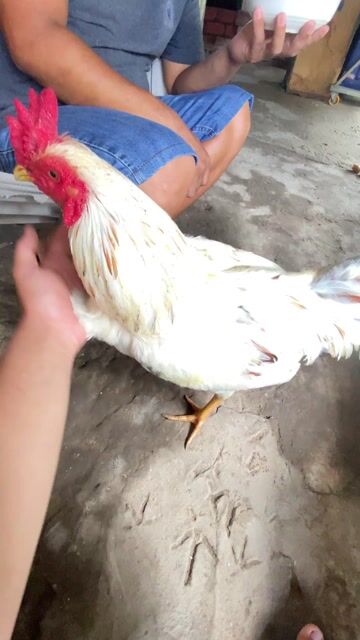 Gà đá trống Vàng 2.6kg. Mua bán Gà tại Huyện Châu Thành Trà Vinh được đăng bởi Quốc Đại hình 1