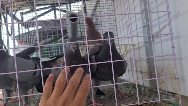 Chim bồ câu nhiều màu khỏe mạnh. Mua bán Chim tại Quận 8 Tp Hồ Chí Minh được đăng bởi Hung Lu hình 1