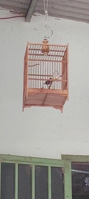 Hút mật 7 màu múa hót ko lồng. Mua bán Chim tại Huyện Vĩnh Cửu Đồng Nai được đăng bởi Tấn Khang hình 1