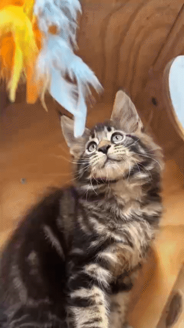 😽 Maine Coon Thuần Chủng 1 Tháng Đã Tiêm. Mua bán Mèo tại Huyện Hóc Môn Tp Hồ Chí Minh được đăng bởi Nhà nhỏ của pet hình 1
