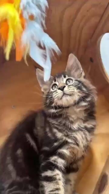 😽 Maine Coon Thuần Chủng 1 Tháng Đã Tiêm. Mua bán Mèo tại Huyện Hóc Môn Tp Hồ Chí Minh được đăng bởi Nhà nhỏ của pet hình 1