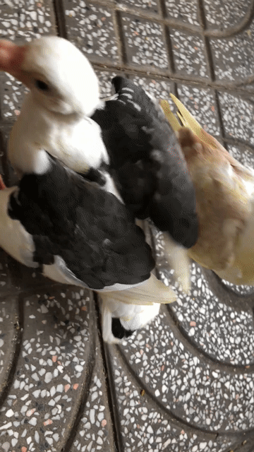 Chim bồ câu Bồ câu Thái cánh màu. Mua bán Chim tại Quận Tân Phú Tp Hồ Chí Minh được đăng bởi Huy vu hình 1