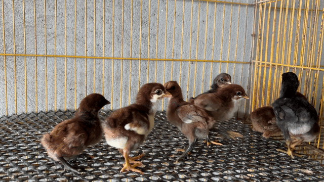 Gà con Peru Khet giống con. Mua bán Gà tại Huyện Cần Giuộc Long An được đăng bởi Hào hình 1