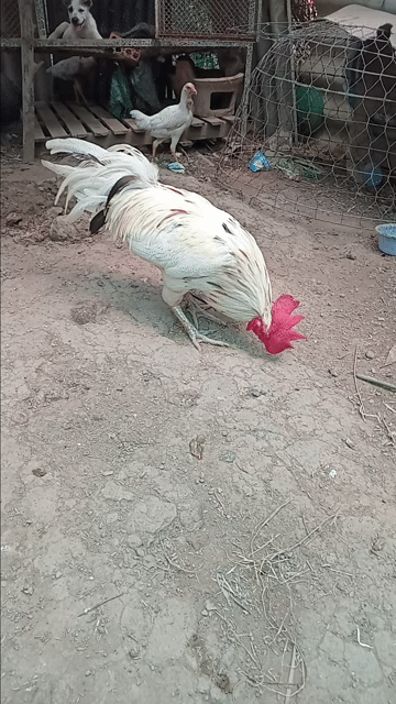 Gà chọi Trắng Đực 3.3kg. Mua bán Gà tại Huyện Tịnh Biên An Giang được đăng bởi hòa phát hình 1