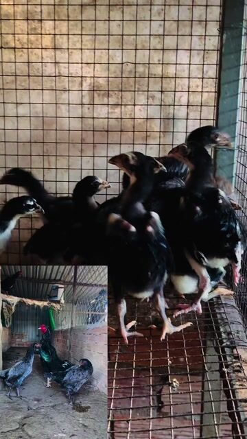 Gà Asil Pakistan Lúa non 10 con. Mua bán Gà tại Thị xã Bến Cát Bình Dương được đăng bởi Louis Khang Láp Fram hình 1