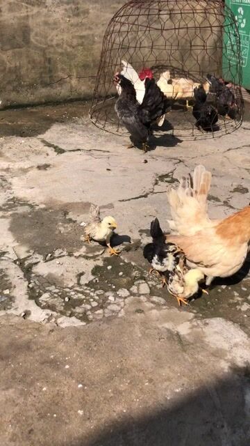bay 6 con mini siêu đẹp. Mua bán Gà tại Huyện Bình Chánh Tp Hồ Chí Minh được đăng bởi Hoang Nghi hình 1