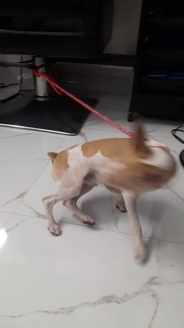 Chó Đực 9 tháng tuổi. Mua bán Chó tại Quận Ba Đình Hà Nội được đăng bởi Nguyen ninh ha hình 1