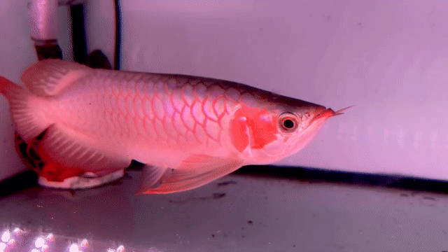 Cá Rồng Metallic 35cm. Mua bán Thú cưng khác tại Huyện Củ Chi Tp Hồ Chí Minh được đăng bởi Arowana  hình 1