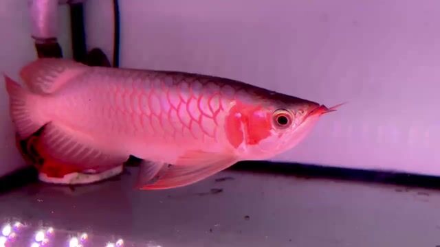 Cá Rồng Metallic 35cm. Mua bán Thú cưng khác tại Huyện Củ Chi Tp Hồ Chí Minh được đăng bởi Arowana  hình 1