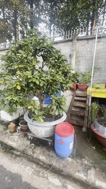 Mai Xanh Lá. Mua bán Cây cảnh, đồ trang trí tại Thành phố Biên Hòa Đồng Nai được đăng bởi Toàn hình 1