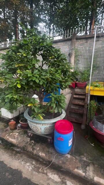 Mai Xanh Lá. Mua bán Cây cảnh, đồ trang trí tại Thành phố Biên Hòa Đồng Nai được đăng bởi Toàn hình 1