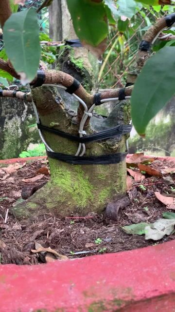 Mai vàng Siêu bông bình lợi 2 mùa. Mua bán Cây cảnh, đồ trang trí tại Thành phố Mỹ Tho Tiền Giang được đăng bởi Dương Minh Tiến hình 1