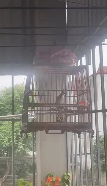 Chim chào mào đã thay lông hót hay. Mua bán Chim tại Huyện Đông Anh Hà Nội được đăng bởi anh hai hình 1