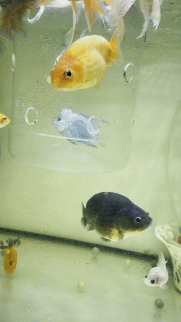 Cá Ranchu tiny Đen 2 ngón. Mua bán Thú cưng khác tại Thành phố Thủ Đức Tp Hồ Chí Minh được đăng bởi Trung hình 1